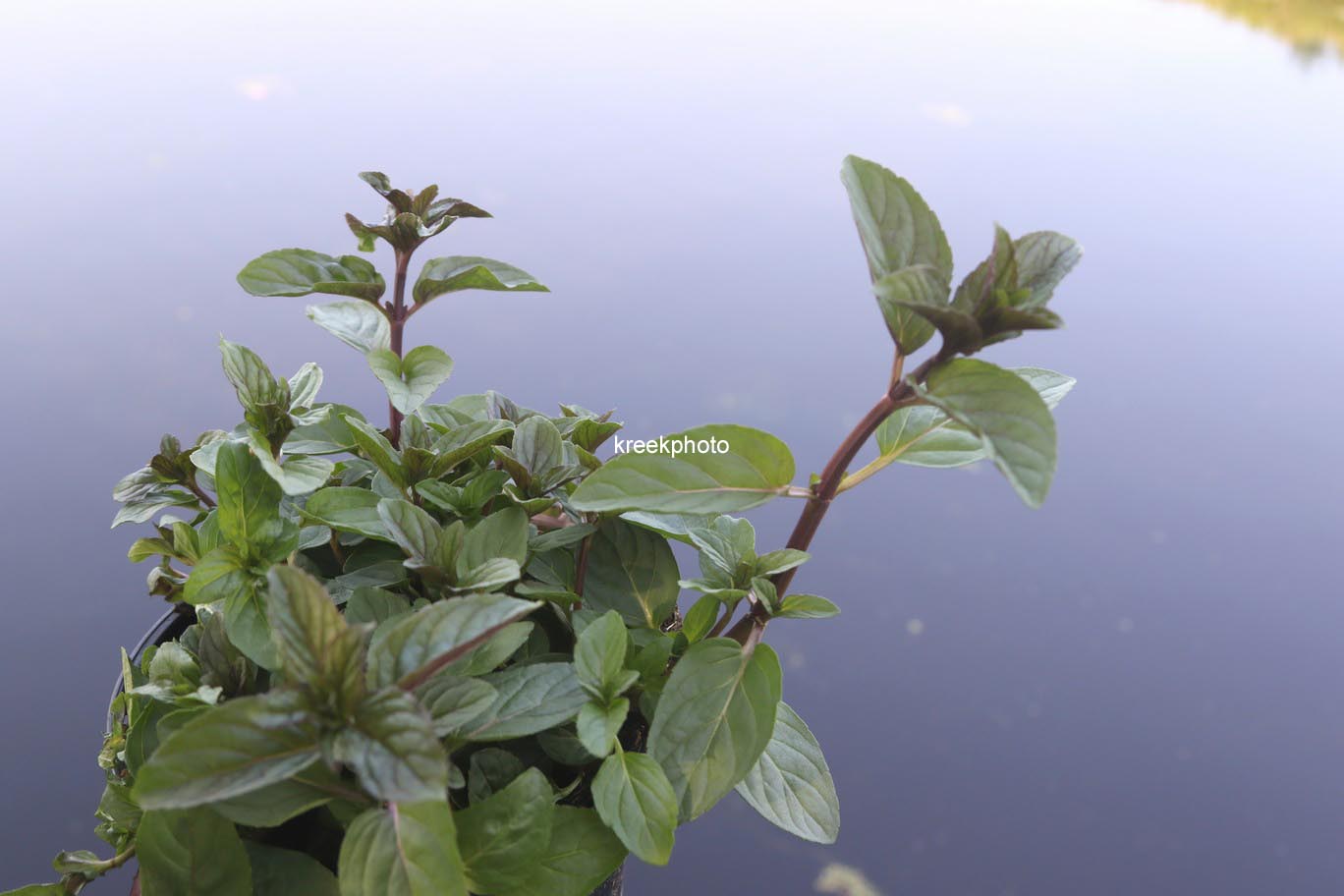 Mentha piperita 'Cinderella'