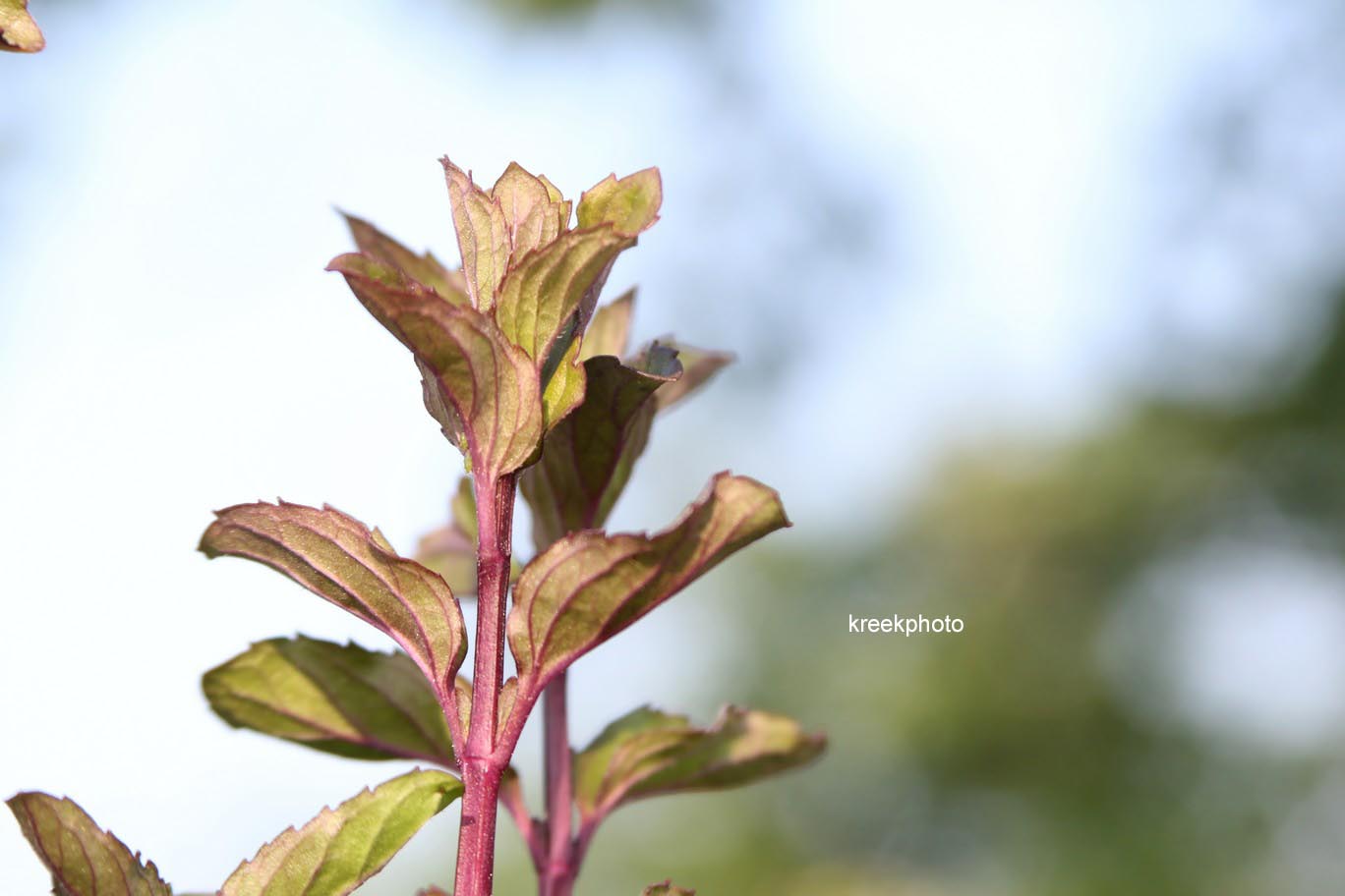 Mentha piperita f. citrata 'Basil'