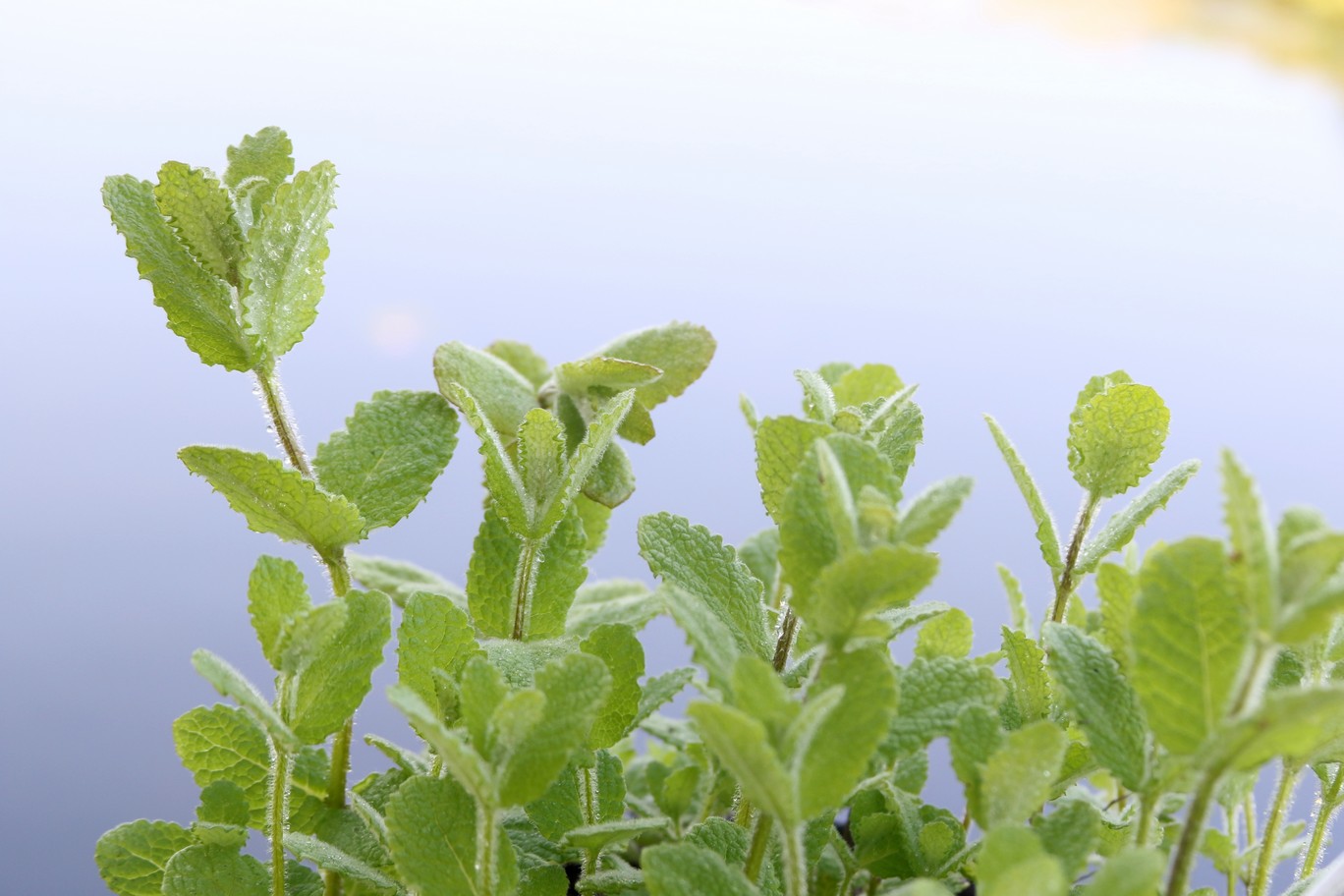 Mentha suaveolens 'Apfel'