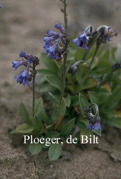Mertensia primuloides