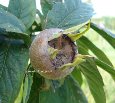 Mespilus germanica 'Westerveld' Mespilus germanica 'Westerveld'
