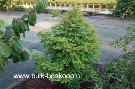 Metasequoia glyptostroboides 'Hamlet's Broom' (54051)