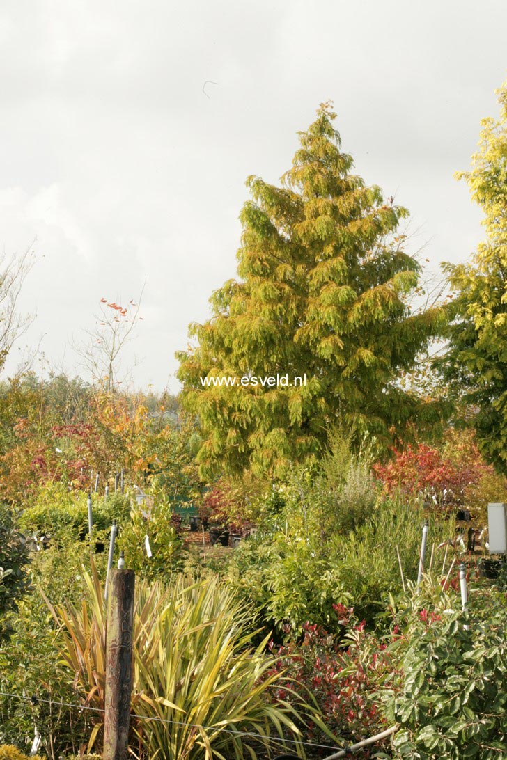 Metasequoia glyptostroboides 'Maitthaei Broom'