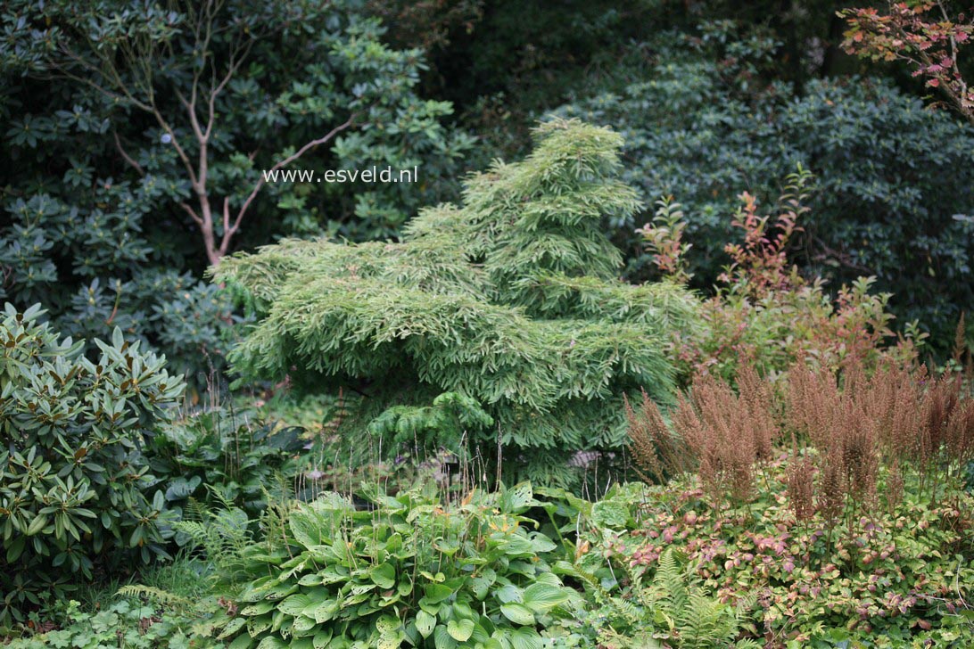 Metasequoia glyptostroboides 'Miss Grace'