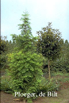 Metasequoia glyptostroboides 'Sheridan Spire'