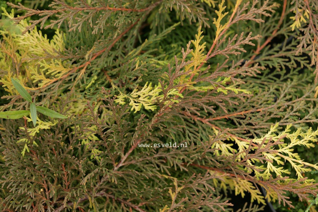 Microbiota decussata 'Variegata' (36022)