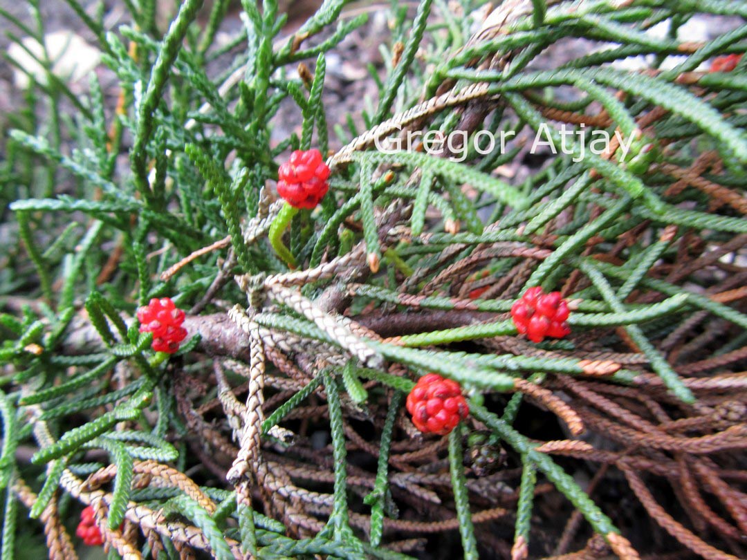 Microcachrys tetragona