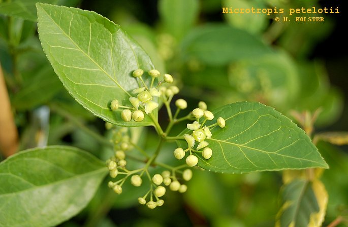 Microtropis petelotii