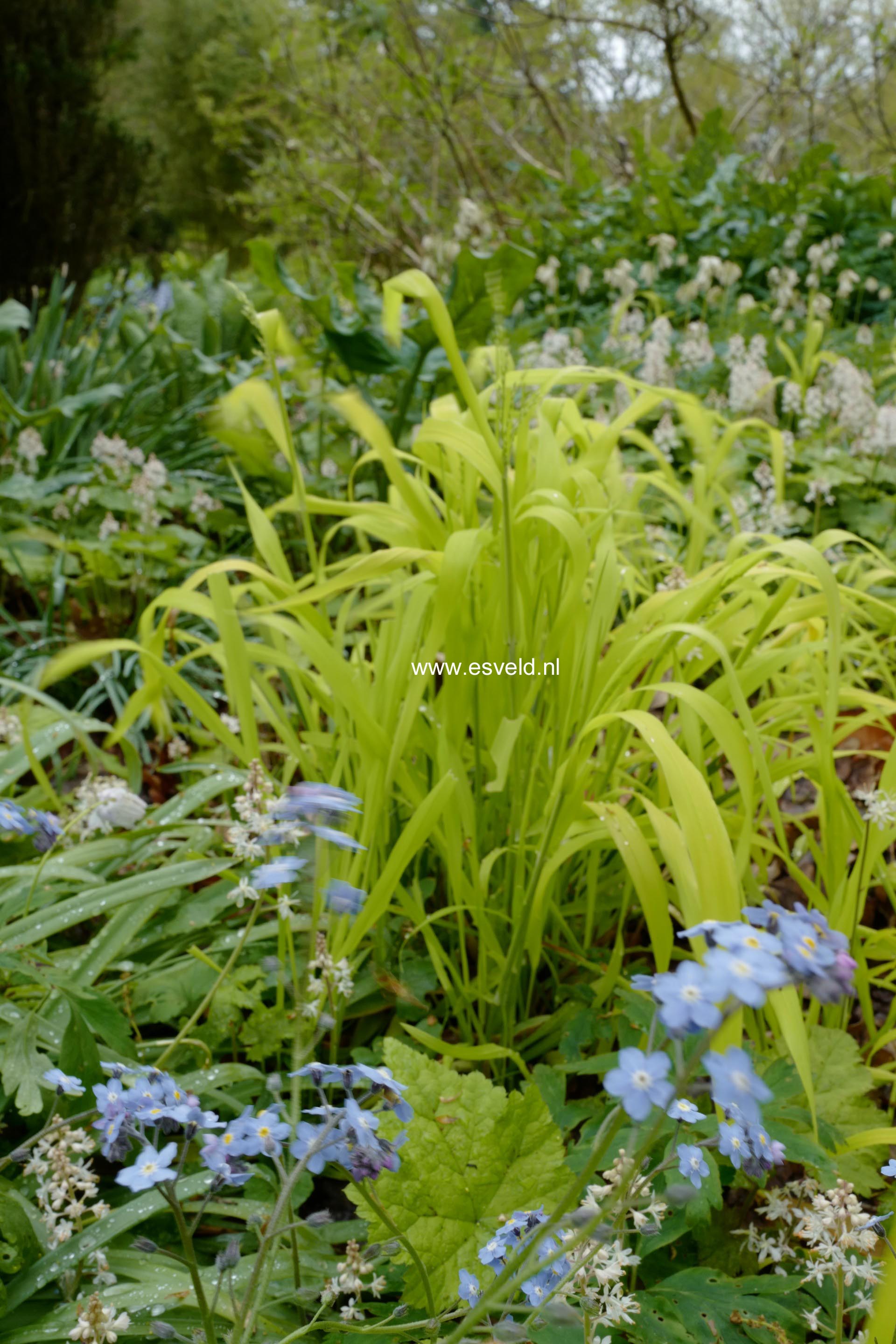 Milium effusum 'Aureum' (B0342)