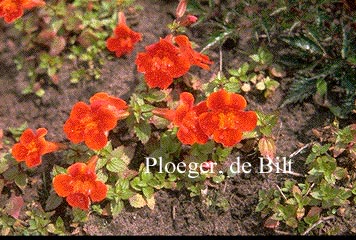 Mimulus 'Orange Glow'