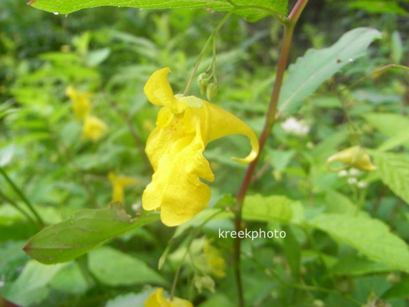 Mimulus guttatus