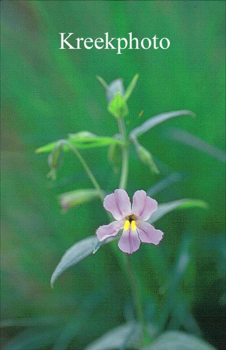 Mimulus lewisii