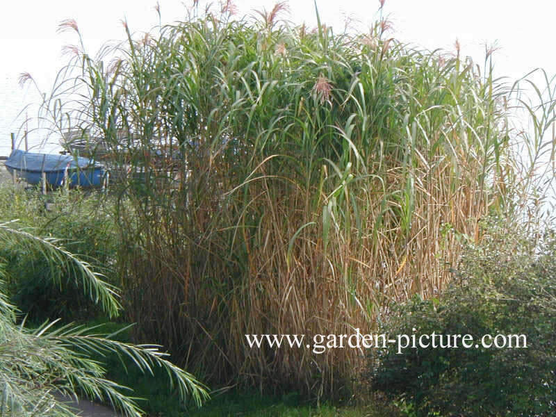 Miscanthus giganteus