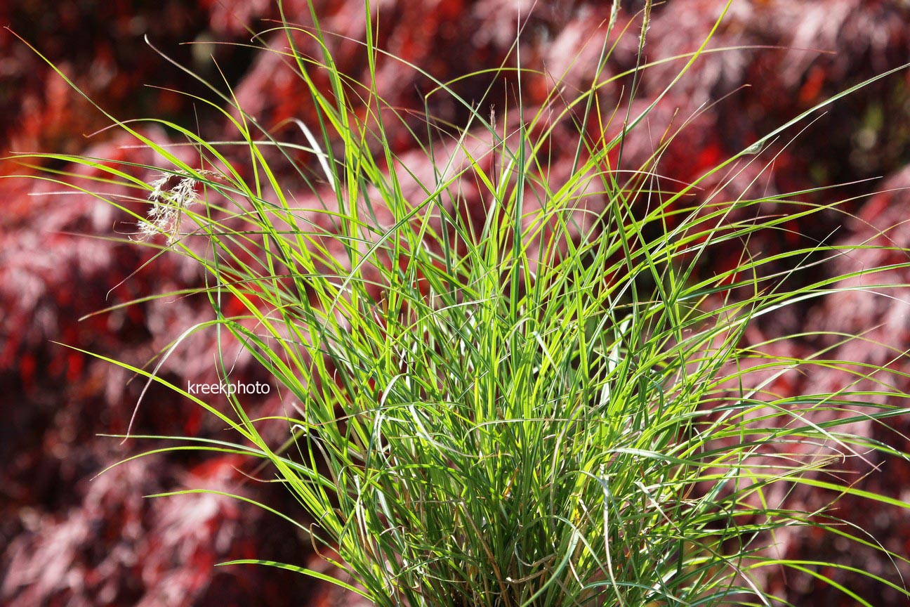 Miscanthus sinensis 'Adagio' (96016)