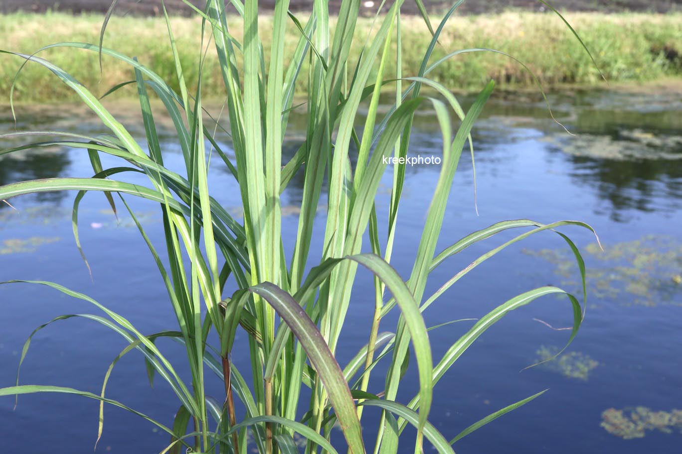 Miscanthus sinensis 'Augustfeder'