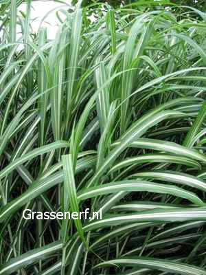 Miscanthus sinensis 'Cabaret' (81691)