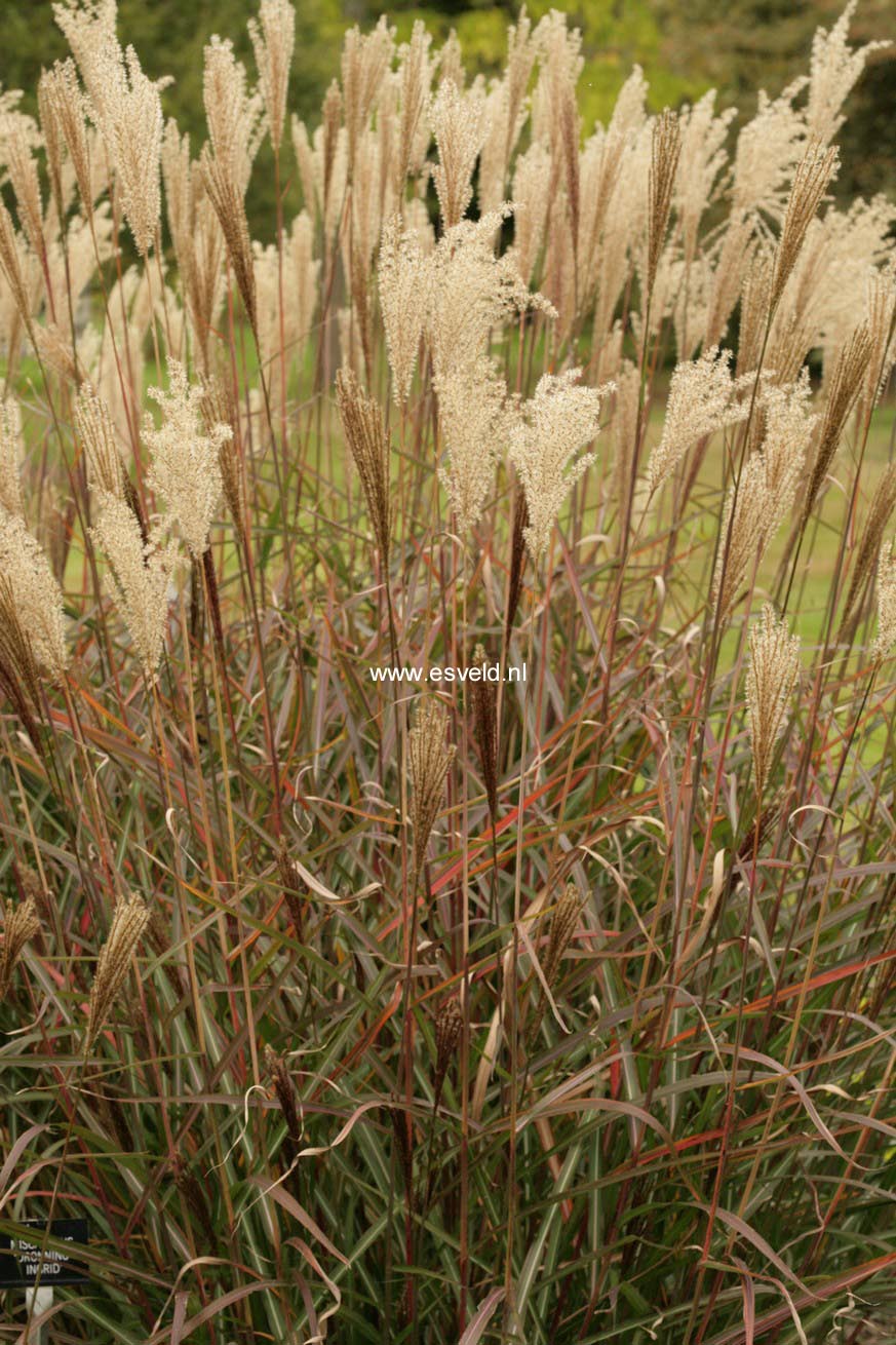 Miscanthus sinensis 'Dronning Ingrid'