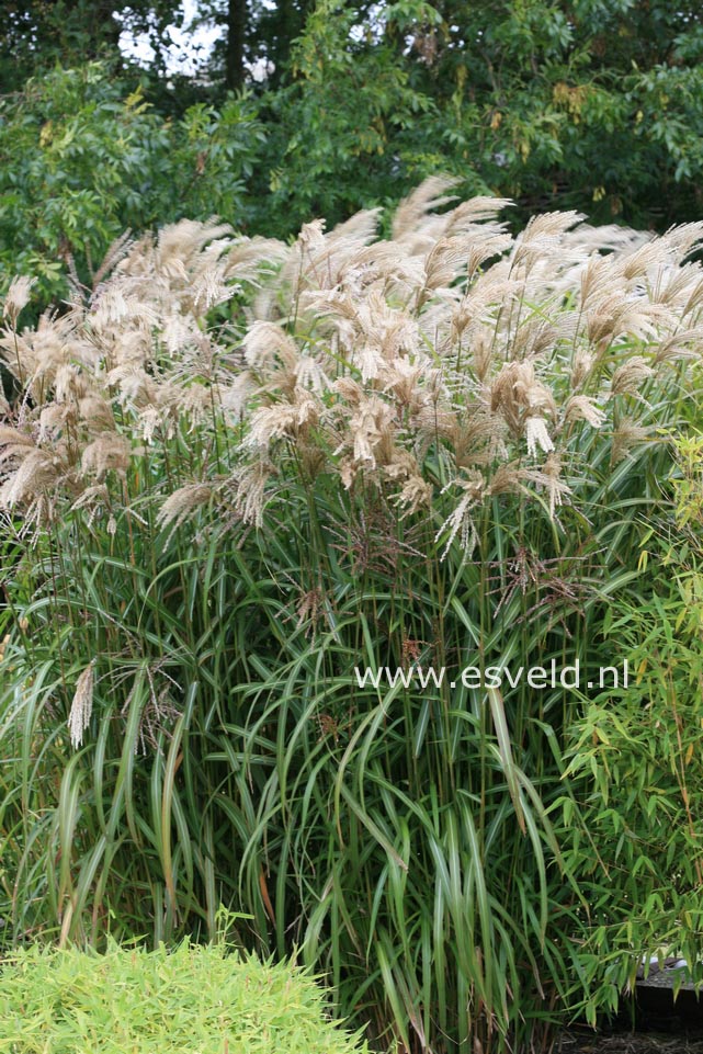 Miscanthus sinensis 'Gewitterwolke'