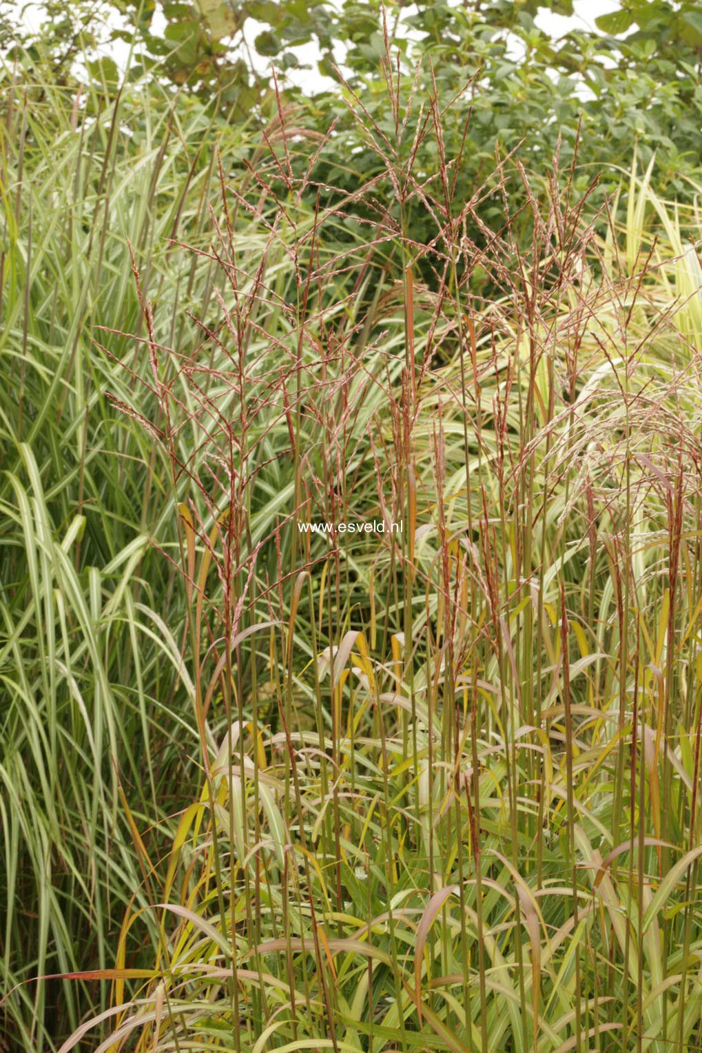 Miscanthus sinensis 'Ghana'