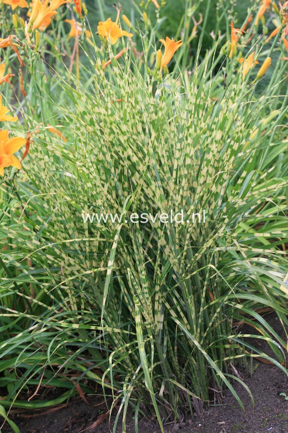 Miscanthus sinensis 'Gold Bar'