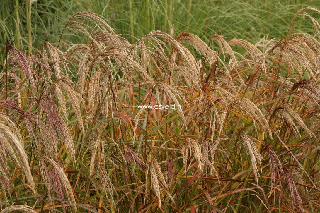 Miscanthus sinensis 'Kaskade'