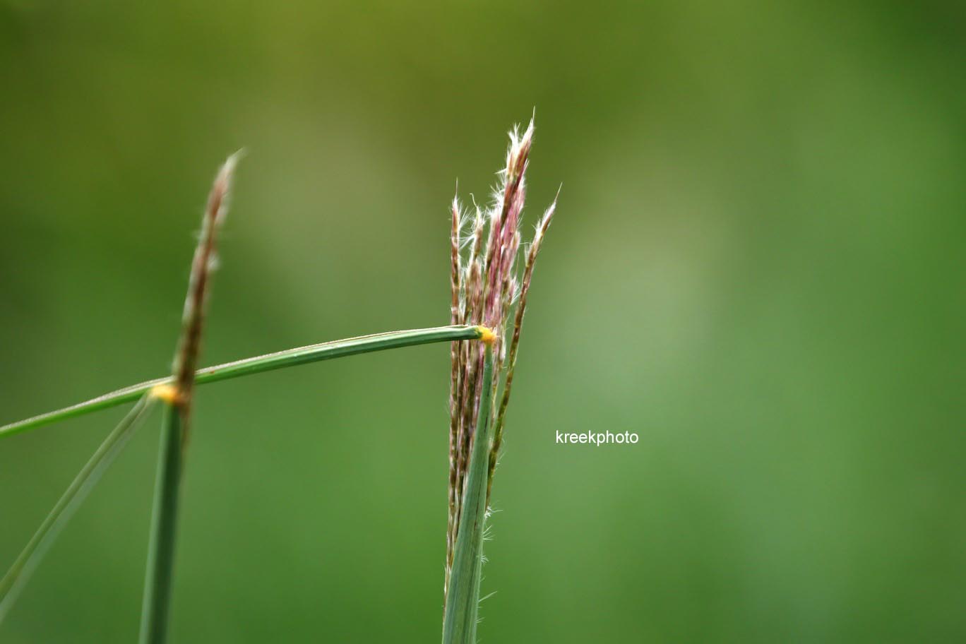 Miscanthus sinensis 'Nippon' (B1014)