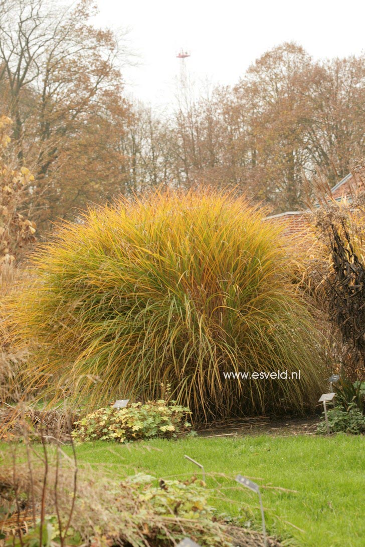 Miscanthus sinensis 'P&uuml;nktchen'