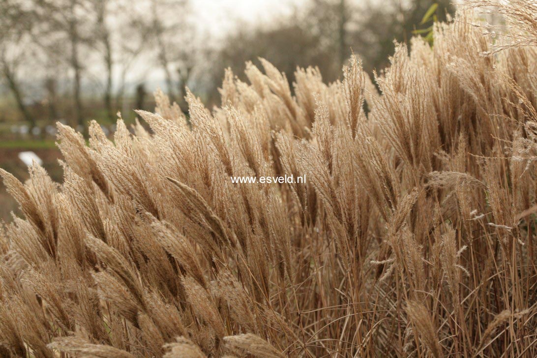 Miscanthus sinensis 'Red Chief'