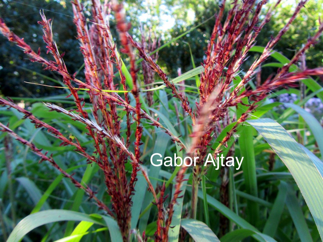 Miscanthus sinensis 'Rotfeder'