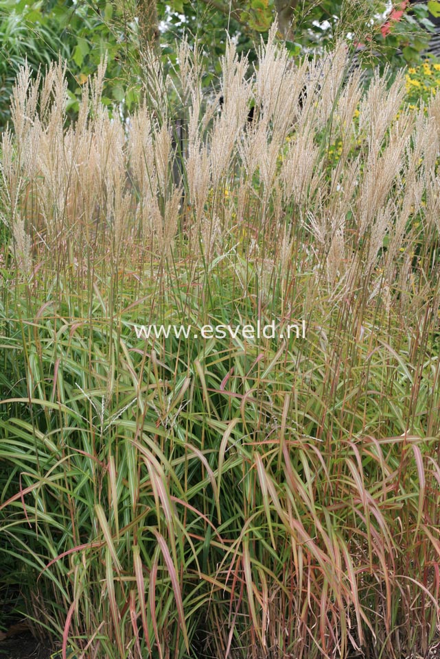 Miscanthus sinensis 'Samurai'