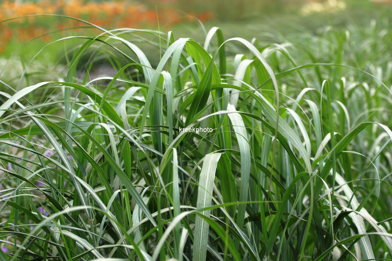 Miscanthus sinensis 'Silberfeder'