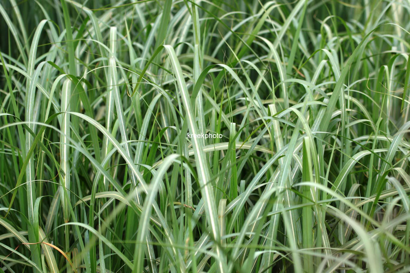 Miscanthus sinensis 'Sirene'