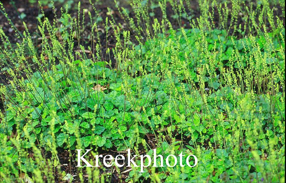 Mitella breweri Mitella breweri