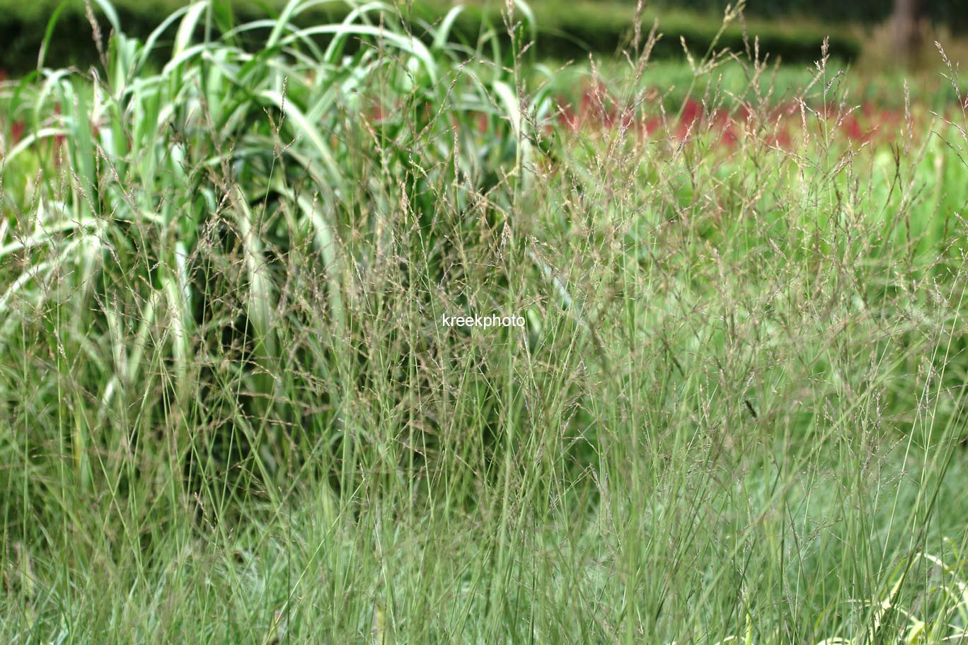Molinia arundinacea 'Font&auml;ne'