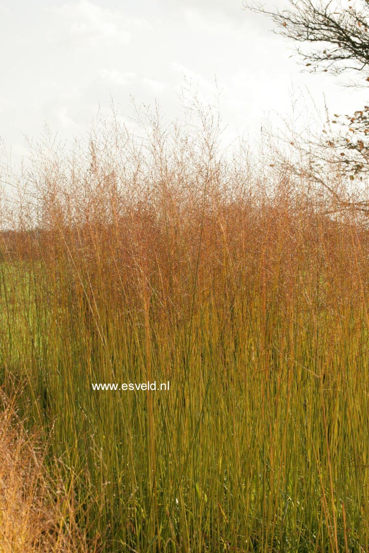 Molinia arundinacea 'Transparent'