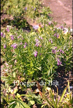 Moltkia intermedia 'Froebelii'