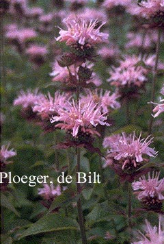 Monarda 'Comanche'