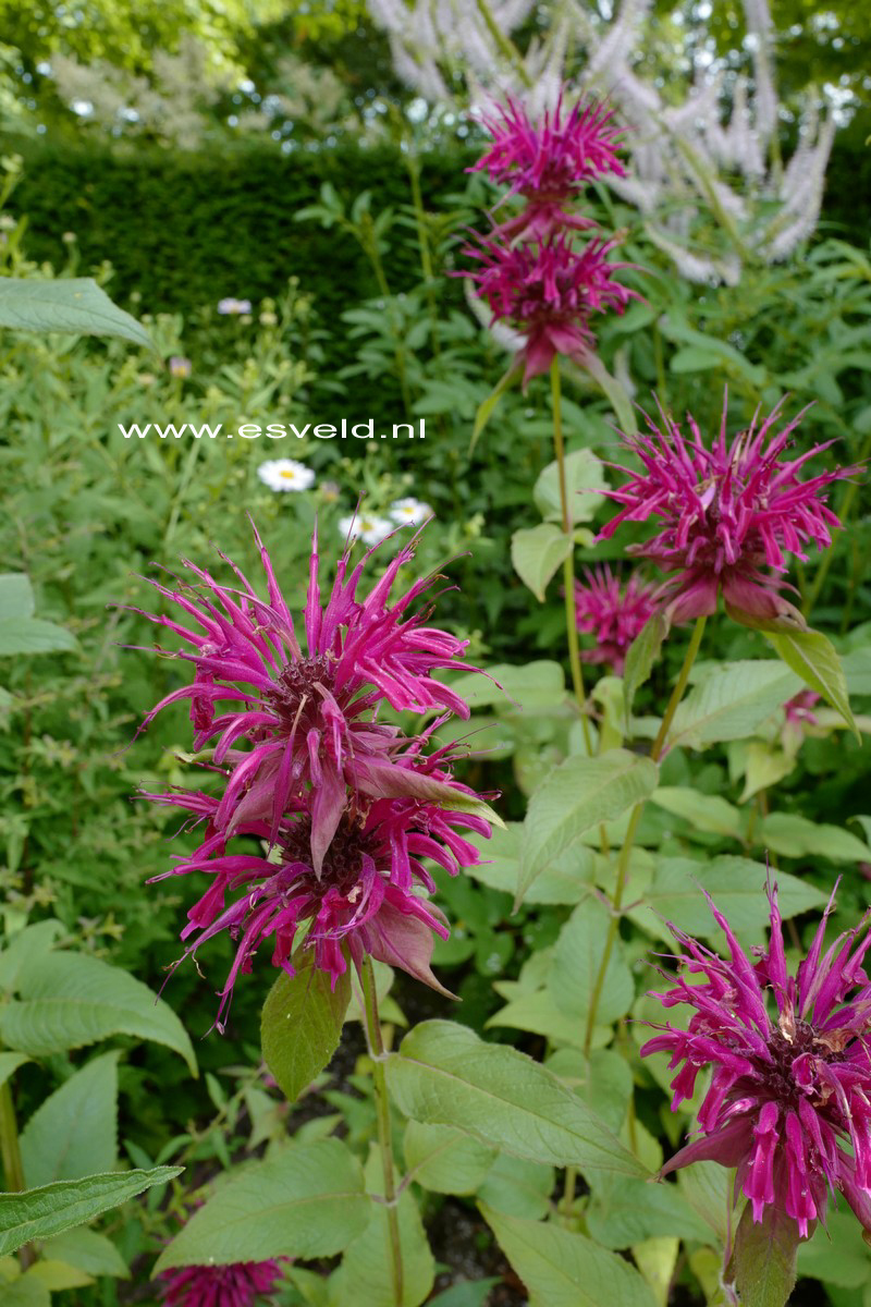 Monarda 'Gewitterwolke' (A5977)