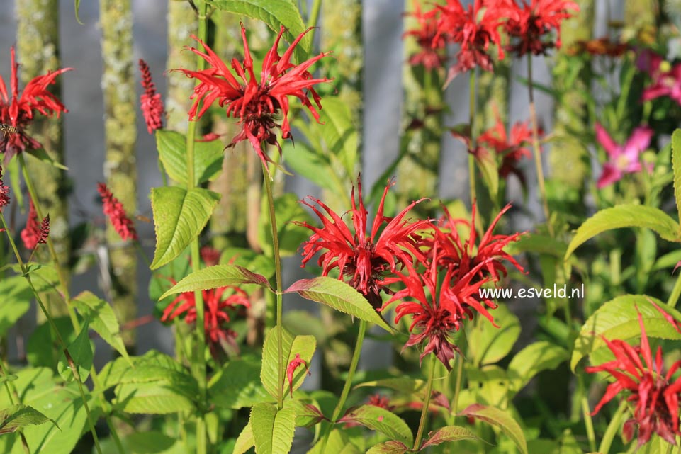 Monarda 'Jacob Cline'