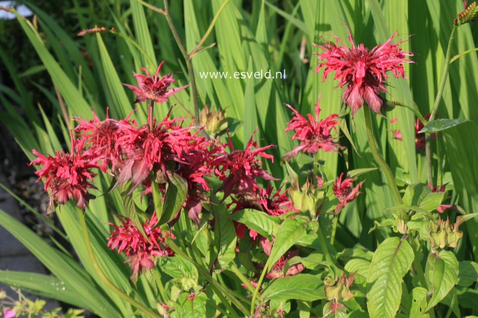 Monarda 'Mahogany'