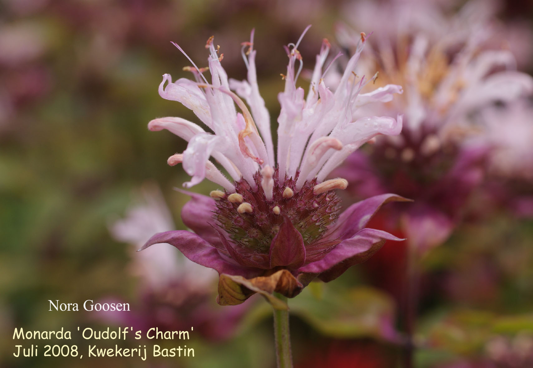 Monarda 'Ou' Charm' Monarda 'Ou' Charm'