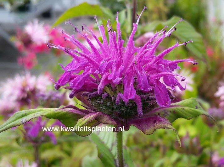Monarda 'Praerienacht'