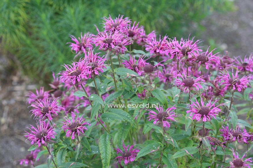 Monarda 'Scorpion'