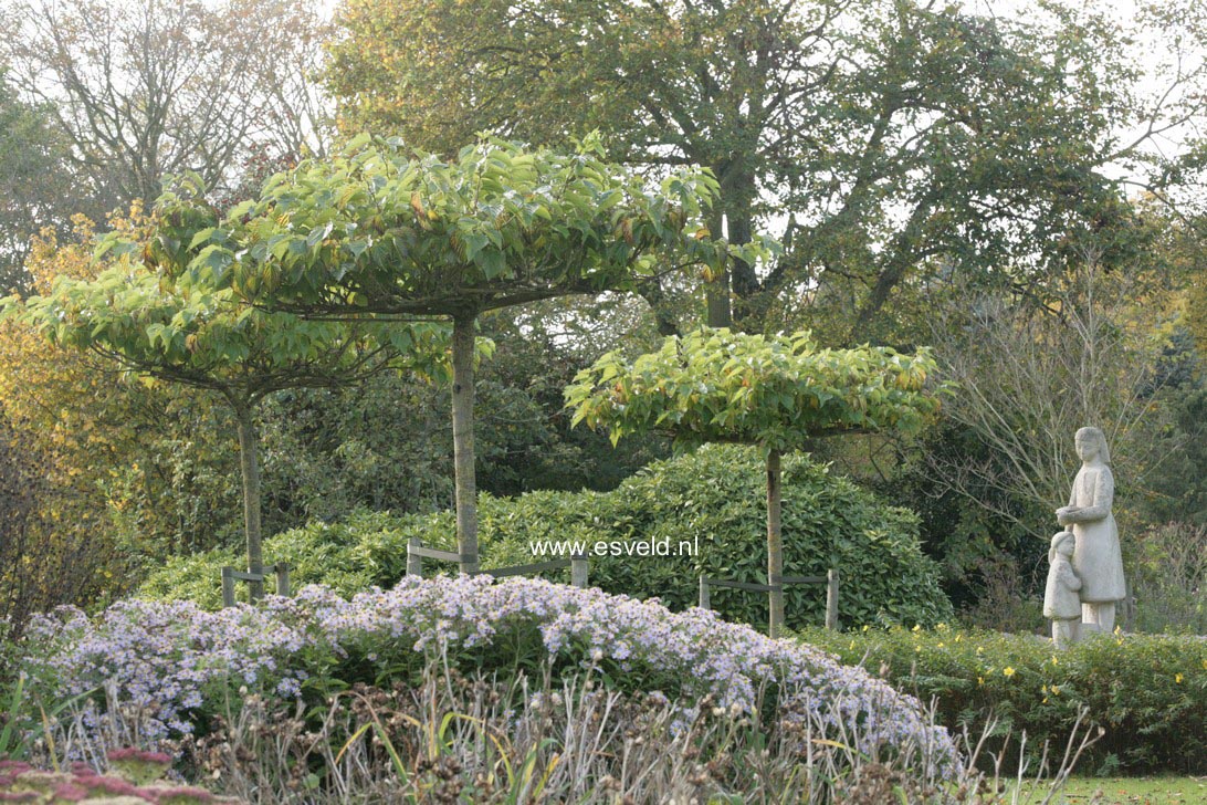 Morus alba (Dakmoerbei)