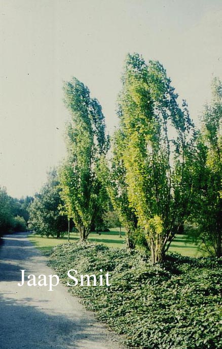 Morus alba 'Pyramidalis' Morus alba 'Pyramidalis'