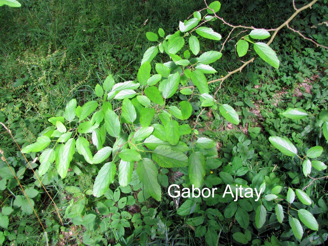 Morus latifolia