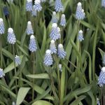 Muscari aucheri 'Sky Blue'