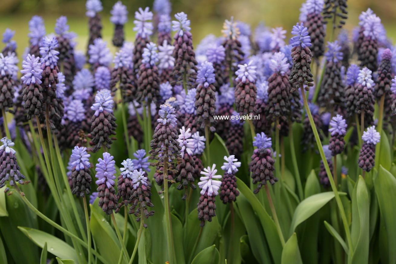 Muscari latifolium