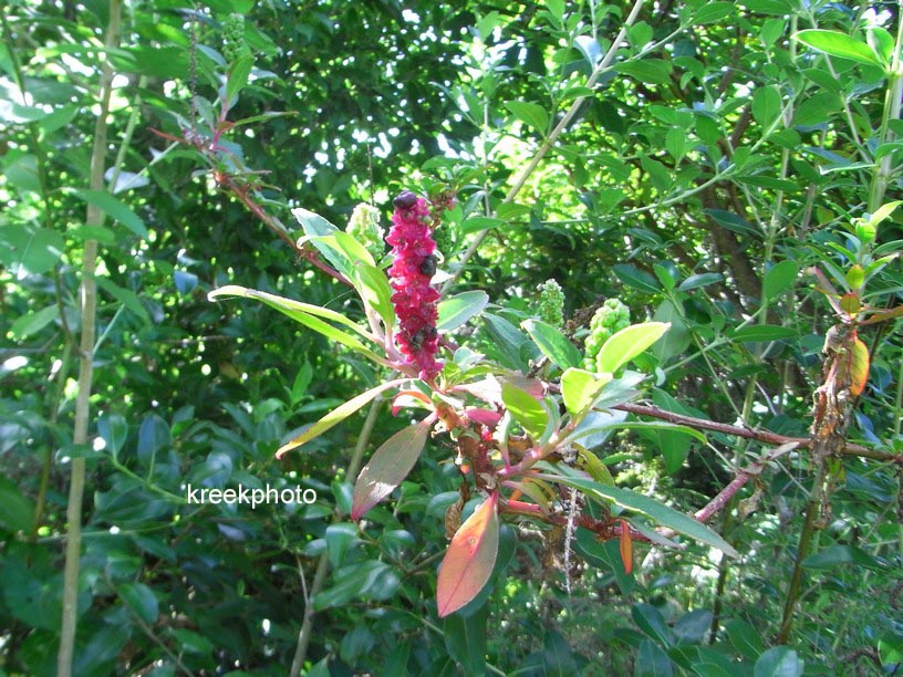 Myoporum laetum