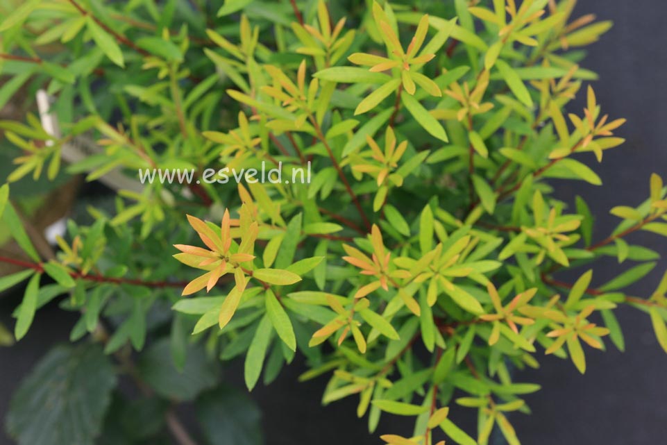 Myrceugenia pyrifolia